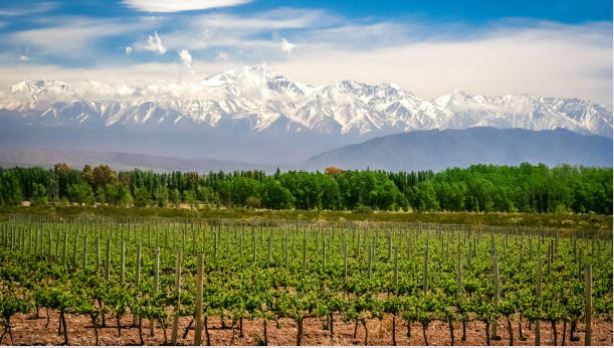 Mendoza, Experiencia Entre Viñedos {package-custom-search}